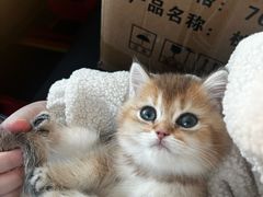 -爱派特动物医院·全科诊疗中心