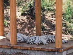 -石家庄市动物园