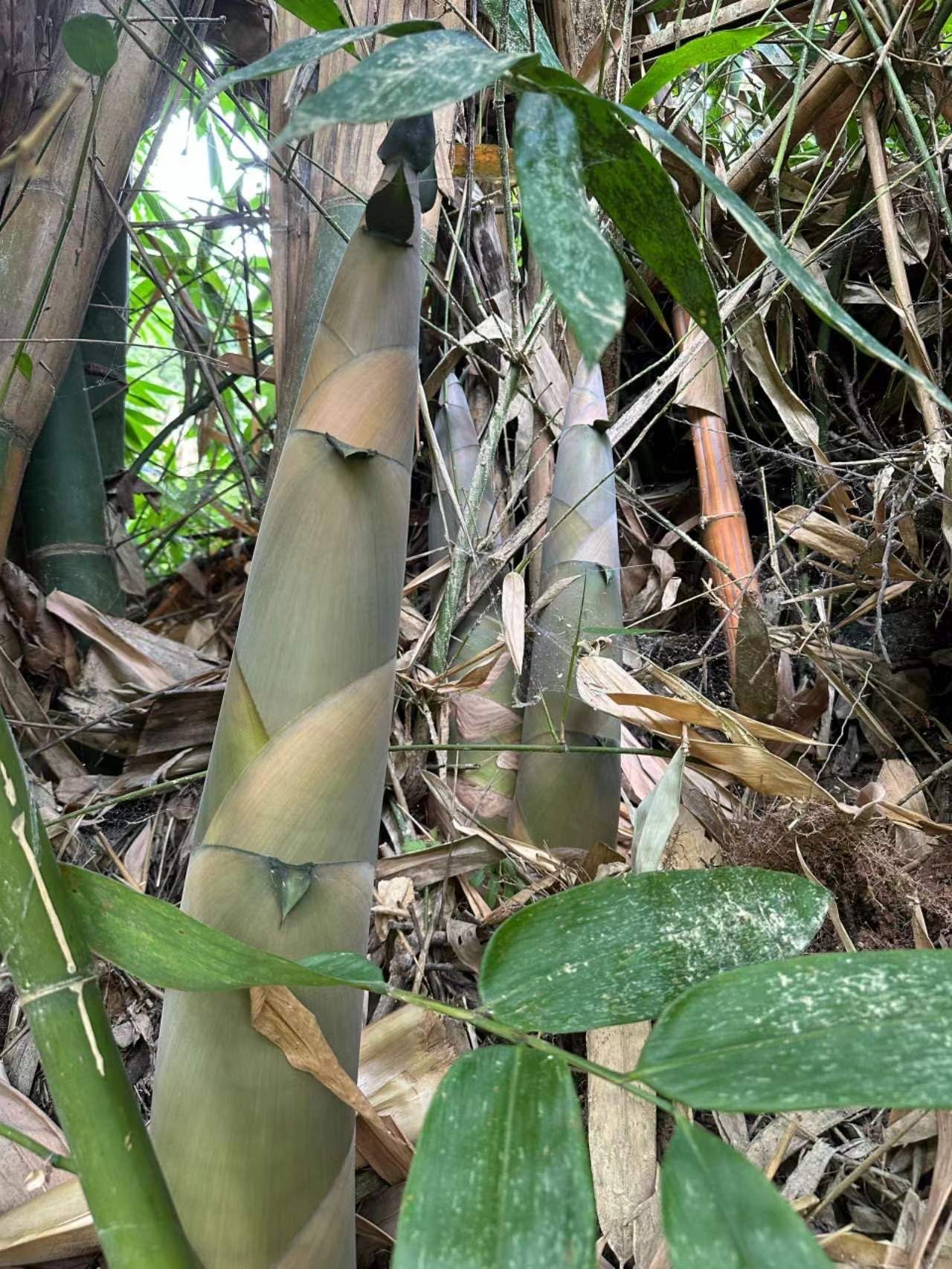 十多斤一根的麻竹笋你见过吗?