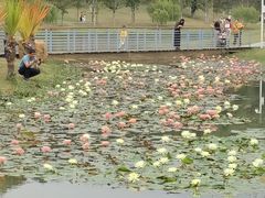 -东莞植物园