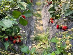 -申隆生态园-上海东方金融小镇