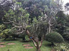 -西双版纳傣族园