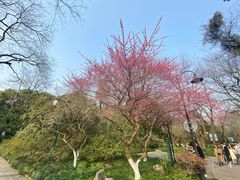 -杭州植物园