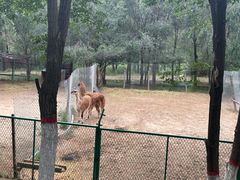 -青藏高原野生动物园
