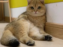 -猫在这儿猫咪咖啡馆·撸猫馆