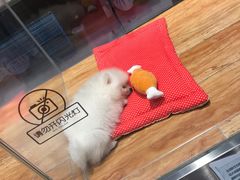 -狗道宠物(常熟印象城店)