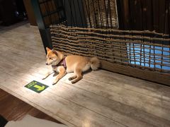 -百好乐宠物友好餐厅(朝外大街店)