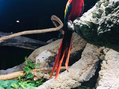 -迪拜水族馆及水下动物园