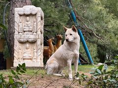 -龙华素斋(龙华路店)