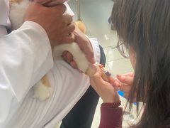 -瑞派福兴宠物医院犬猫全科·骨科·中西医结合(河东店)