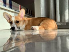 -芭比堂动物医院·犬猫全科·异宠专科(雁塔分院)
