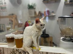 -楼上猫咖(罗湖店)