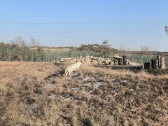 -鄂尔多斯野生动物园