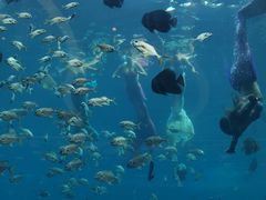 -瑞德姆美人鱼海底演艺主题餐厅(亚龙湾店)