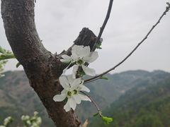 -木兰云雾山