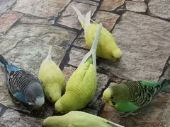 -上海大自然野生昆虫馆(东方明珠·爬宠昆虫探索中心)