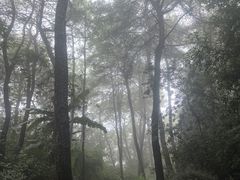 -铁山坪森林公园