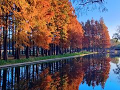 -上海共青森林公园