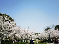 -径山花海