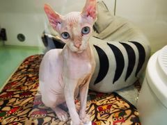 -糯米喵星人·撸猫猫舍咖啡馆(西市场嘉华店)