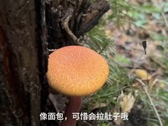 -白马涧龙池景区