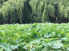 -四川大学(望江校区)