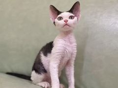 -三花喵·撸猫购宠·宠物生活馆(虹桥南丰城店)