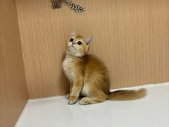 -谐和益家动物医院·免疫绝育·血液透析·宠保定点医院(高新伊藤分院)