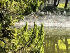 -叶家花园
