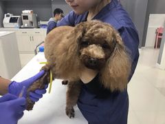 -福州肆爪动物医院