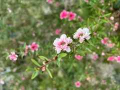 -中国科学院华南植物园