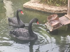 -行者书屋大堂吧 ·下午茶(南京圣和府邸酒店)