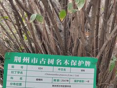 -章华寺