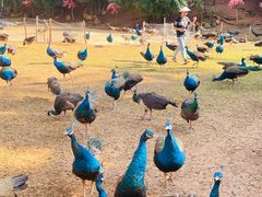 -西双版纳勐泐文化旅游区