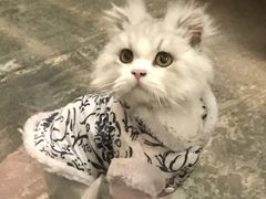 -猫咪博物馆(顶澳仔猫街店)
