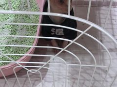 -藏猫猫咖啡主题馆(中央大道店)