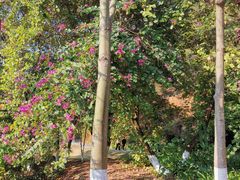 -东莞市虎英郊野公园