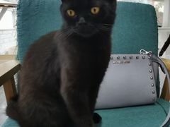 -喵屿·大理花园猫咖