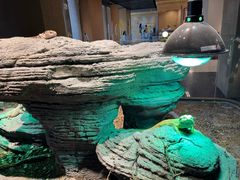 -帕帕拉兹宠物(亚洲旗舰店)