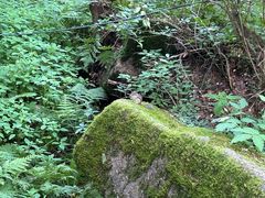 -汤旺河林海奇石景区