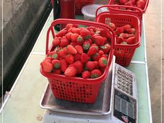-喜杨洋草莓采摘园