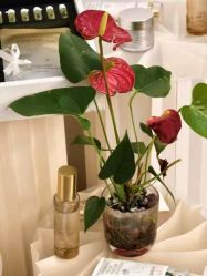 -佳慕皮肤管理连锁