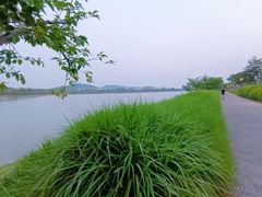 -羊山湖公园