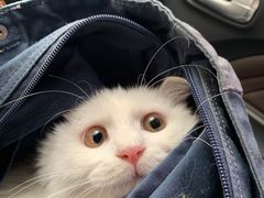-纳吉亚猫专科动物诊疗中心(蒋宅口分院)