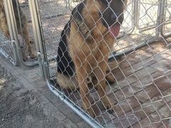 -北京京卫宠物寄养训练中心