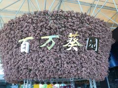 -百万葵园