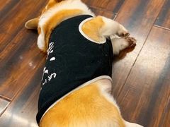 -豆柴町-柴犬主题狗咖(红鼎国际C座店)