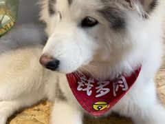 -Husky Go! 哈士奇体验馆·宠物咖啡厅狗咖