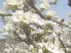 -树山生态村