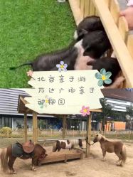 -萌宠亲子动物乐园(槐房万达店)